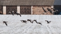 019_Biebrza - marzec 2013